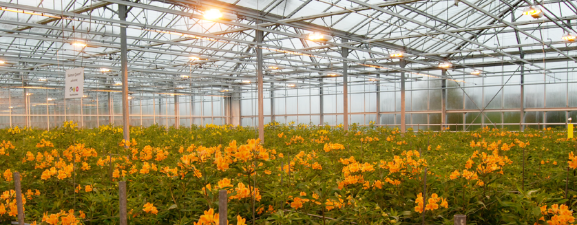 flowers in a greenhouse