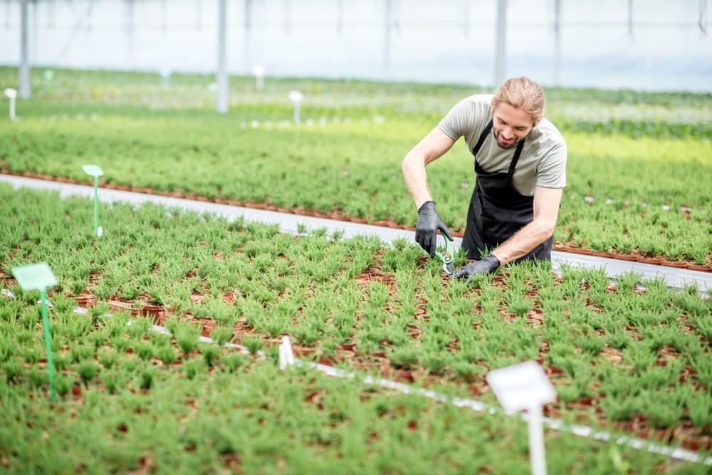 Commercial greenhouse design to improve plant environment.