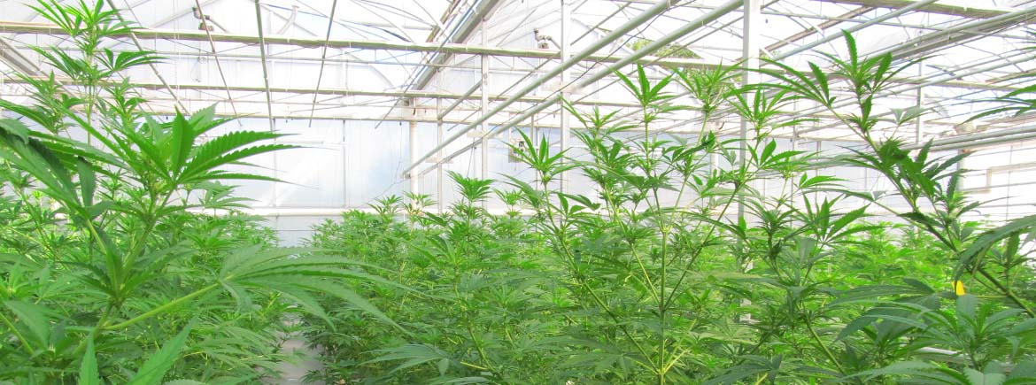 marijuana-greenhouse-slide.jpg