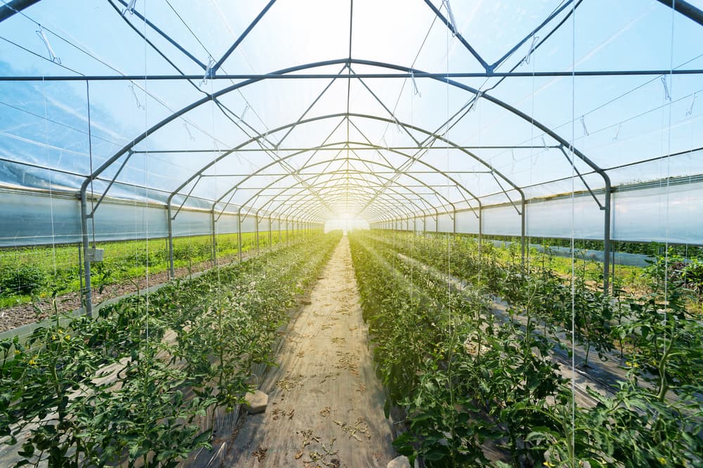 Professional greenhouse design for commercial crops.